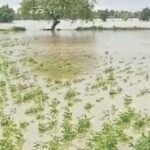 863 हेक्टरवरील पिके, फळबागा मातीमोल, अहिल्यानगर जिह्यात नेवासा तालुक्यात सर्वाधिक नुकसान