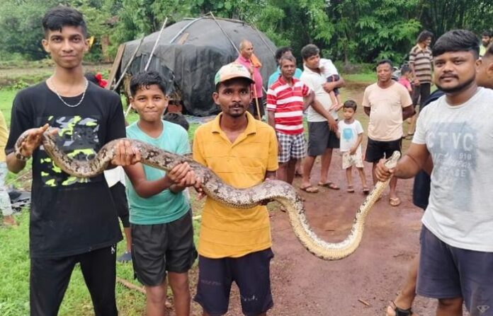 python in sangmeshwar