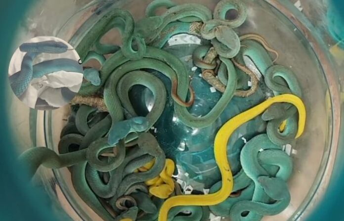 snake in plane