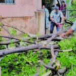 धोकादायक झाडांचे प्रस्ताव निकाली; उद्यान विभागाचा दावा