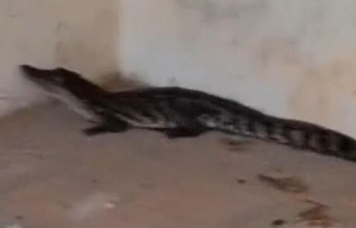 crocodile