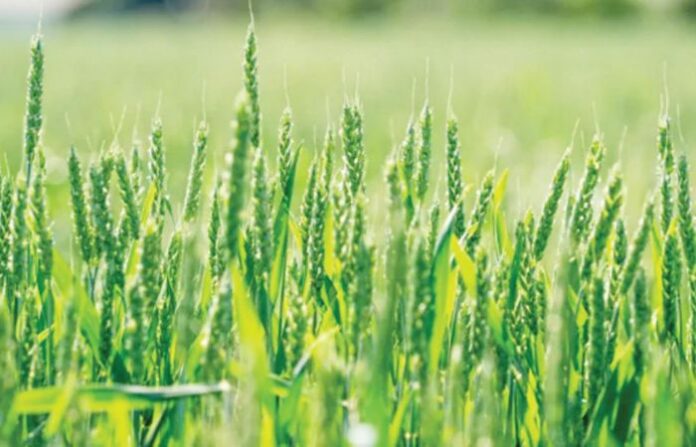 Farming