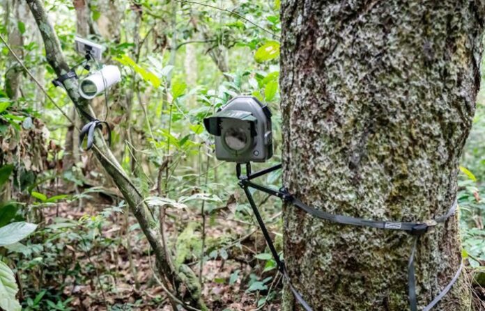 Forest Camera