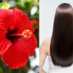 Hair Care – केसांच्या घनदाट वाढीसाठी जास्वंदीचे फूल आहे रामबाण उपाय, वाचा