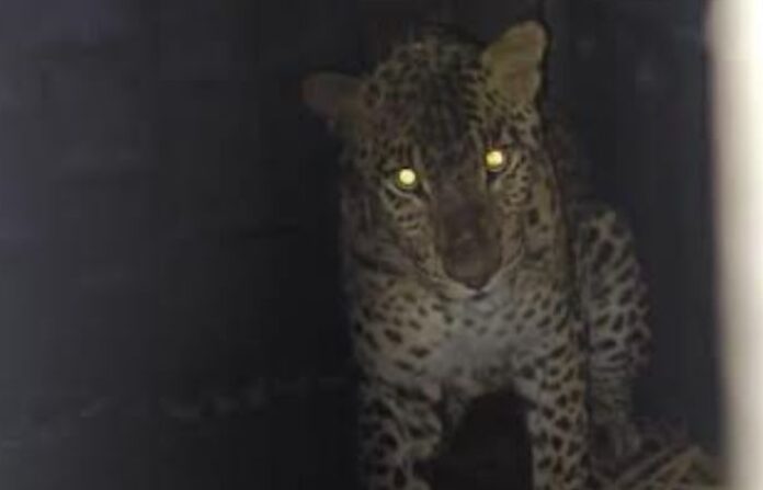 Leopard (1)
