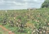 Pomegranate Quarantine to Control Oily Spot Disease