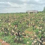 Pomegranate Quarantine to Control Oily Spot Disease