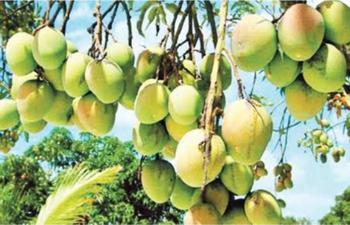 bagladesh mango