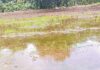 farmers-loss-double-sowing-rain-fails-crop