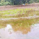 farmers-loss-double-sowing-rain-fails-crop