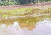 farmers-loss-double-sowing-rain-fails-crop