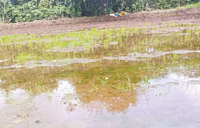 farmers-loss-double-sowing-rain-fails-crop farmers-loss-double-sowing-rain-fails-crop