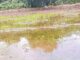farmers-loss-double-sowing-rain-fails-crop