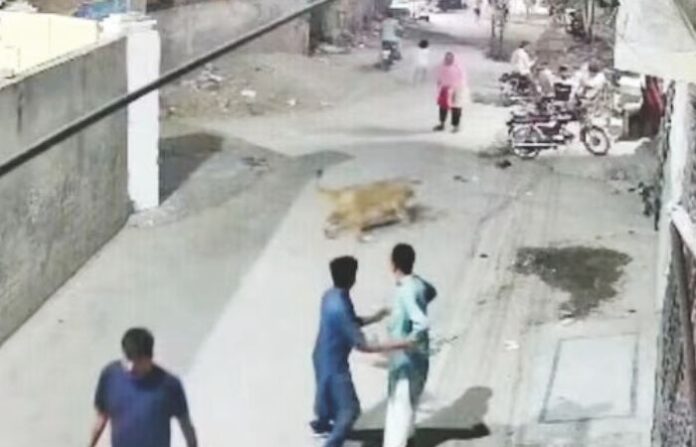 lion attack
