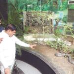 इकोभान – मज हवा किंग कोब्रा!