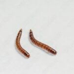 हे करून पहा – डाळी किंवा पिठात अळ्या झाल्या…