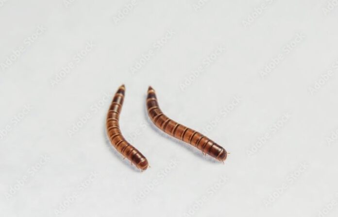 meal worms