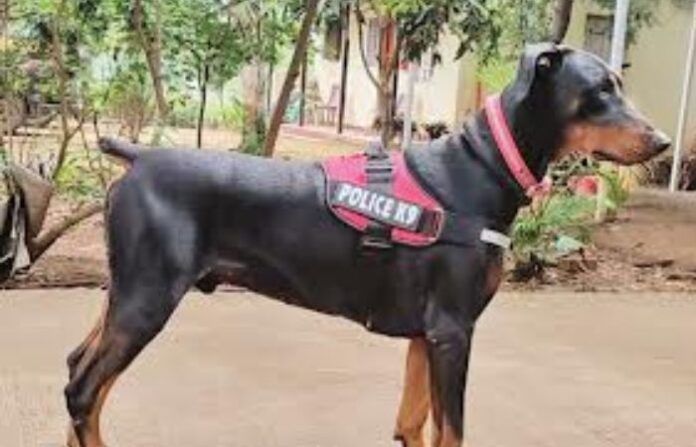 sangli police cooper dog
