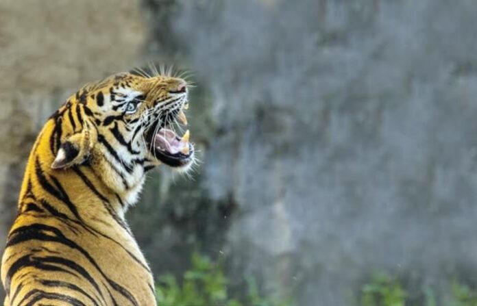 tigress