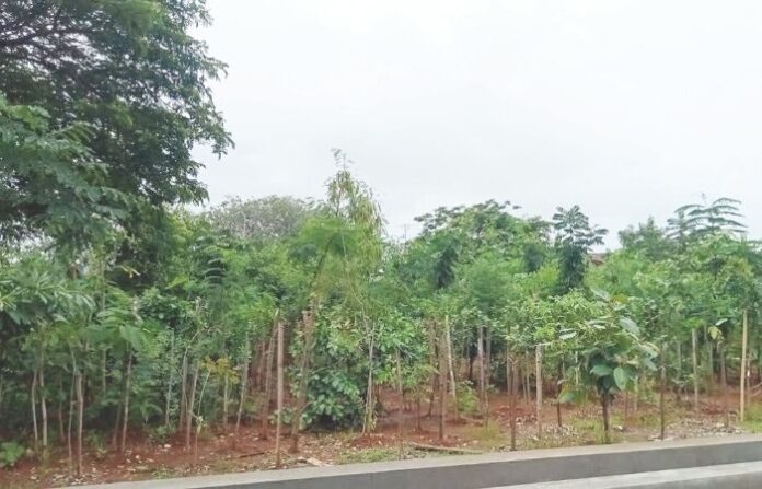 tree kurla