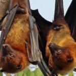 वेब न्यूज – वटवाघळांची पूजा