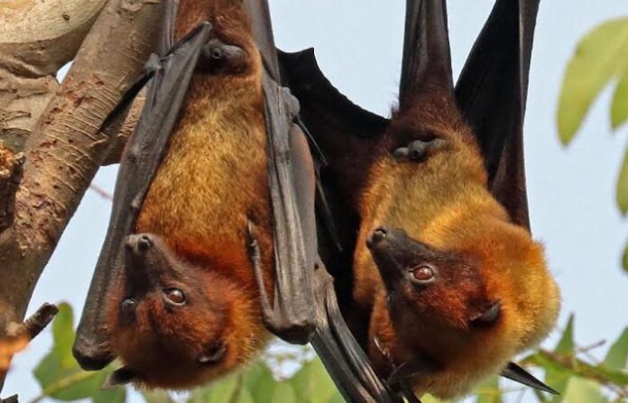 Bat