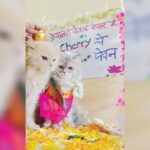 ट्रेंड – मांजरीचं डोहाळे जेवण