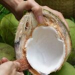 शहाळ्यातील मलई फक्त खाण्यासाठी नाही तर इतर अनेक कारणांसाठी आहे उपयुक्त, वाचा