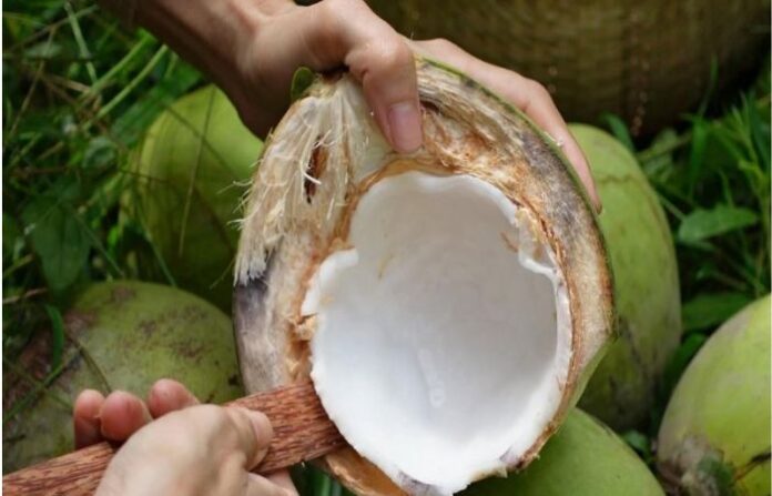 Coconut (2)