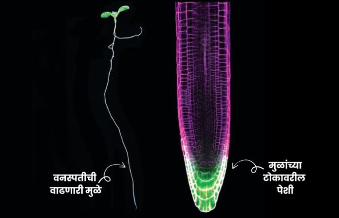 _Plants study