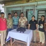Ratnagiri News – दुर्मीळ ‘ब्लॅक पँथर’ संगमेश्वरमध्ये बेशुद्ध आढळला, उपचारांसाठी साताऱ्याला रवाना