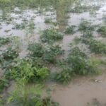 लातूरमध्ये हाहाकार! मांजरा नदीच्या पुरामुळे शेतकरी संकटात, सोयाबीन पिकांचे मोठे नुकसान!