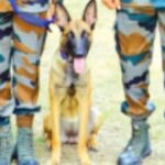 belgian-shepherd-joins-sahyadri-tiger-reserve-to-boost-wildlife-protection