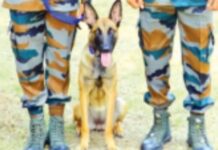 belgian-shepherd-joins-sahyadri-tiger-reserve-to-boost-wildlife-protection
