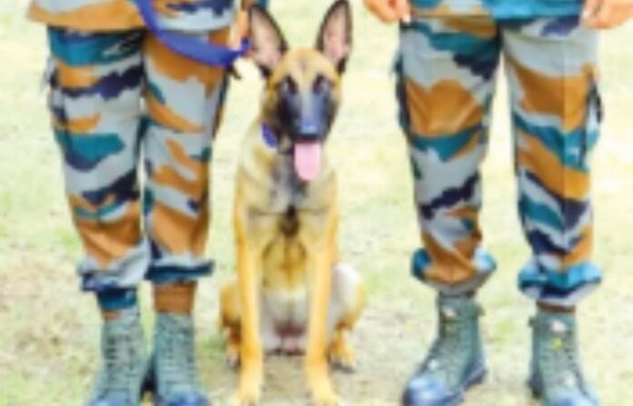 belgian-shepherd-joins-sahyadri-tiger-reserve-to-boost-wildlife-protection belgian-shepherd-joins-sahyadri-tiger-reserve-to-boost-wildlife-protection