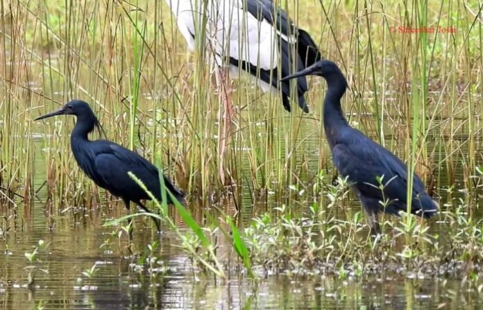 black heron