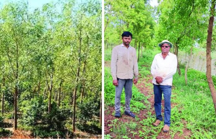 chandan farming