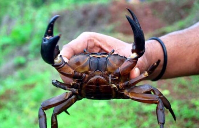 crab