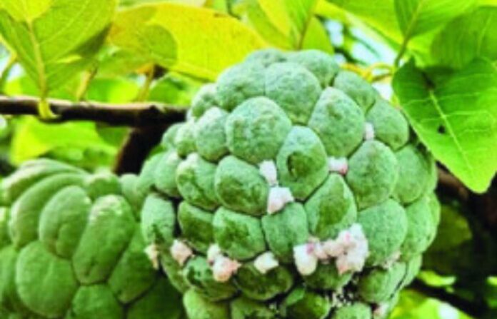 custered apple
