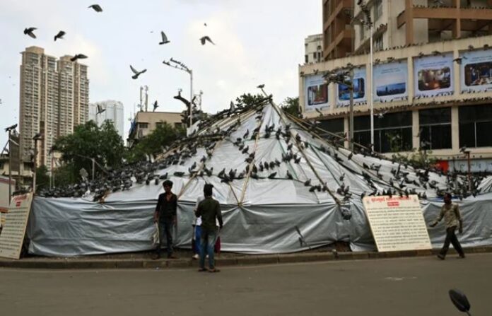 dadar kabutar khana (2)