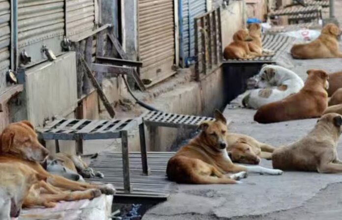 dogs