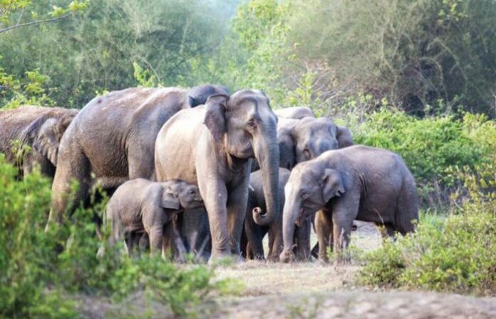 elephant