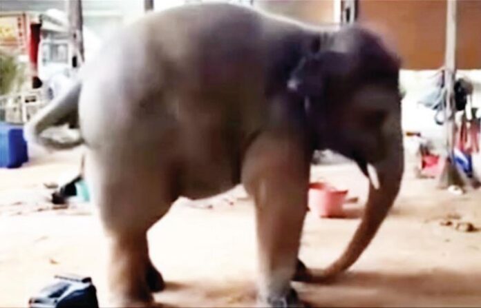 elephant dance video