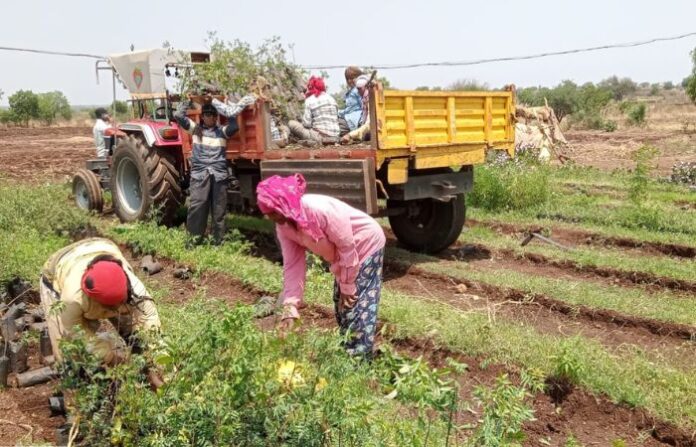 latur scam