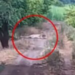 Ahilyanagar news – जंगलचा राजा आता मानवी वस्तीत, राहातामध्ये सिंहाचे दर्शन