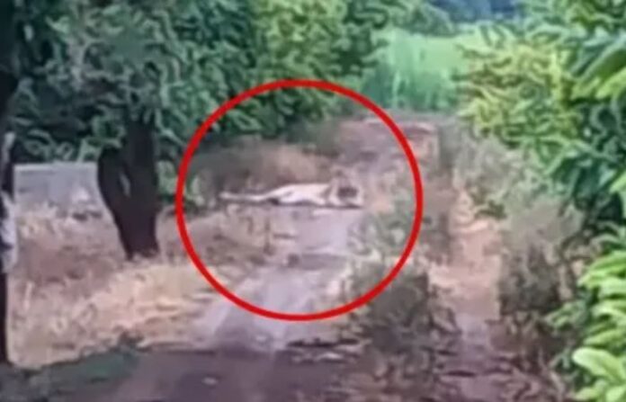 lion in rahata