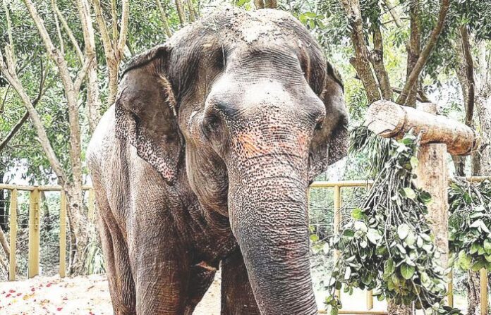 madhuri elephant (2)