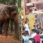 Kolhapur news – न्यायालयाने निर्देश दिल्यास ‘महादेवी’ पुन्हा नांदणीत परतणार!