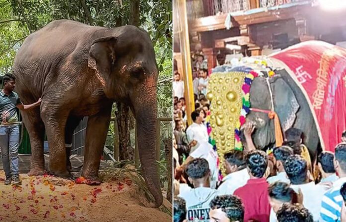 madhuri kolhapur elephant