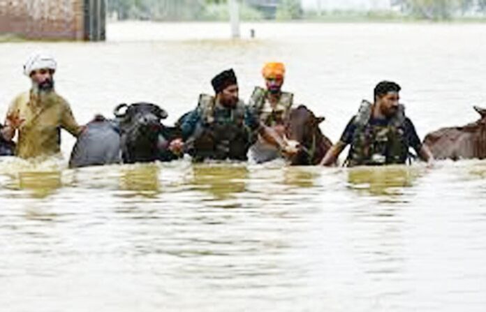 punjab